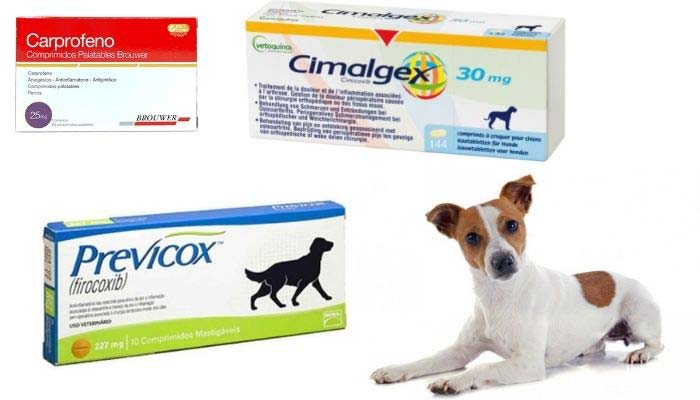 antiinflamatorio para perros