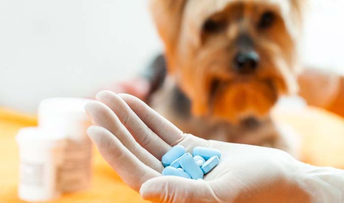 antiinflamatorios para perros
