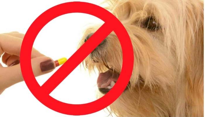 antiinflamatorios prohibidos para perros
