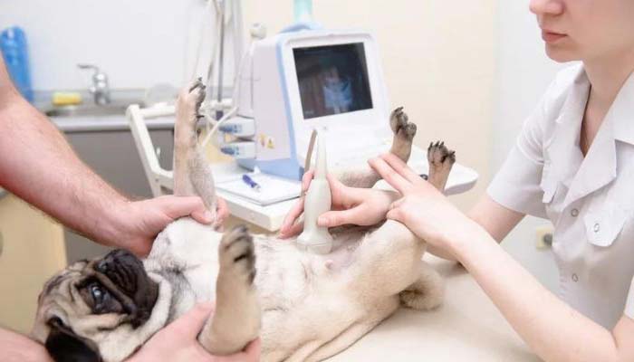 deteccion cancer perros