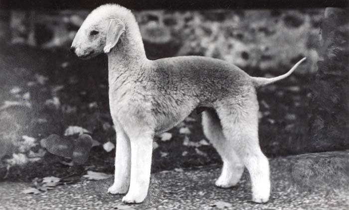 historia bedlington terrier
