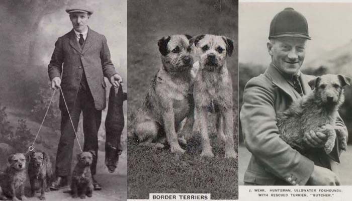historia border terrier