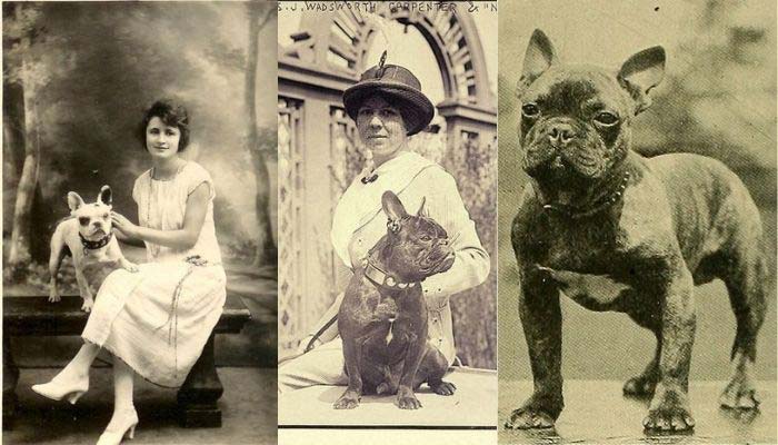 historia bulldog frances