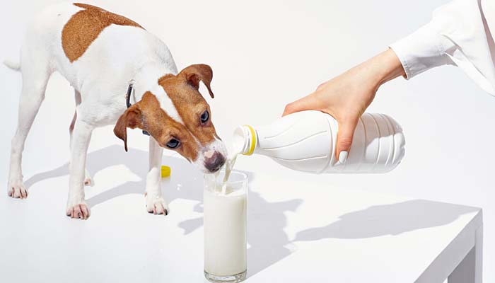 leche en perros