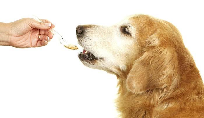 remedios naturales artrosis perros