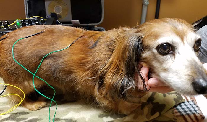 tratamiento caseros artrosis perros