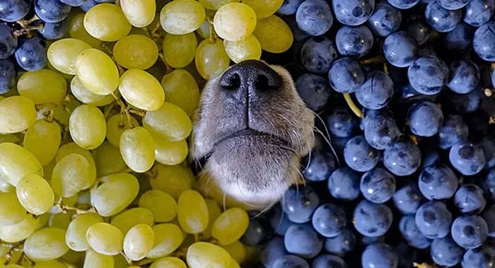 uvas para perros