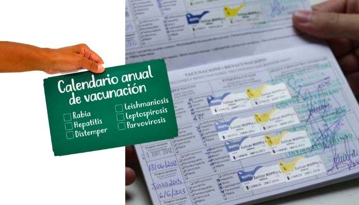 calendario vacuna perros