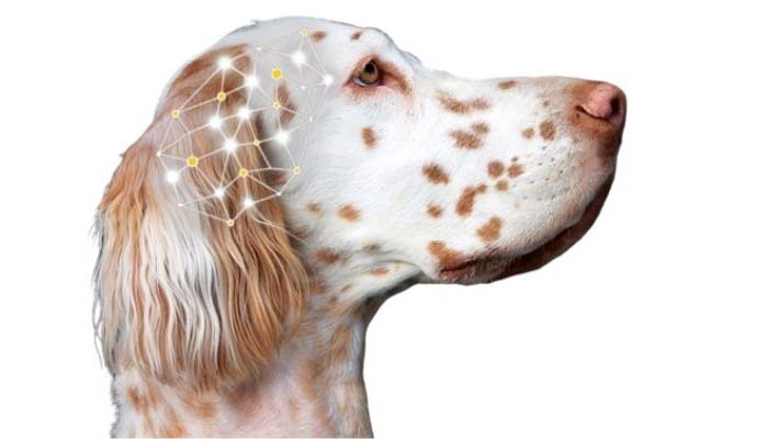 epilepsia en perros