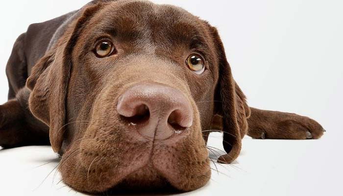causas hipotiroidismo perros