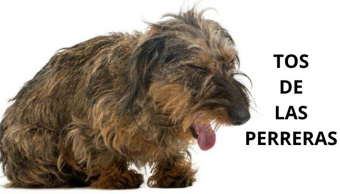 sintomas tos de las perreras