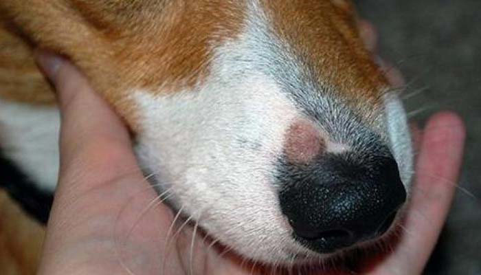 contagio hongos en perros