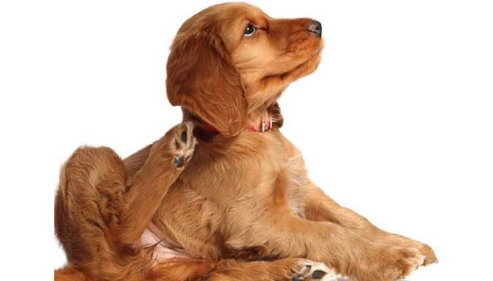 dermatitis en perros