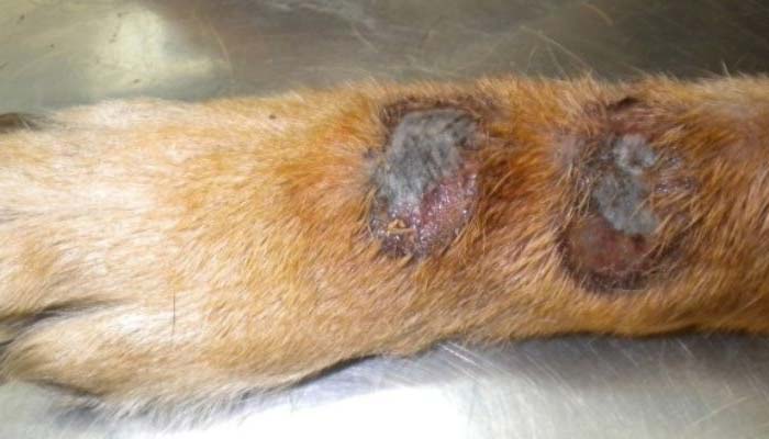 dermatitis en perros