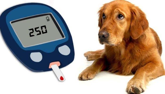 diabetes en los perros