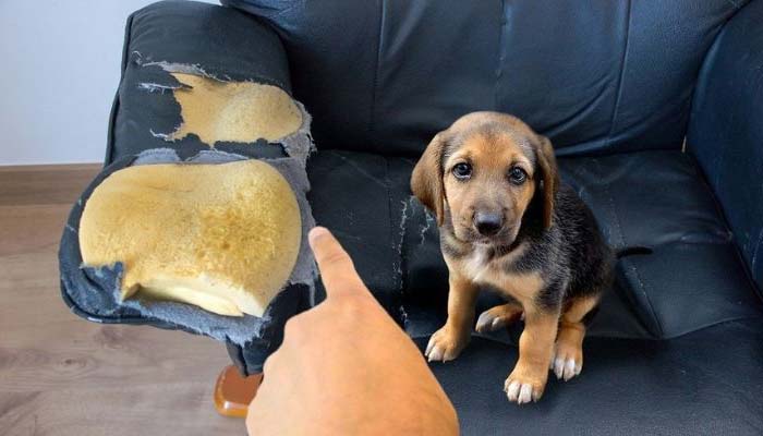 evitar perro muerda sofa