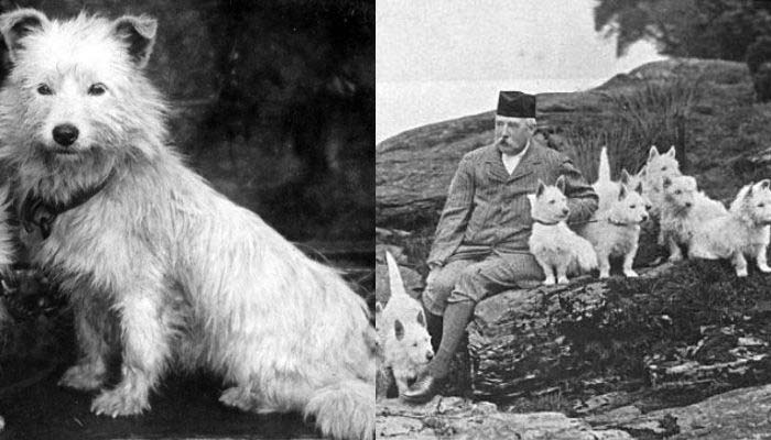 origen West Highland White Terrier