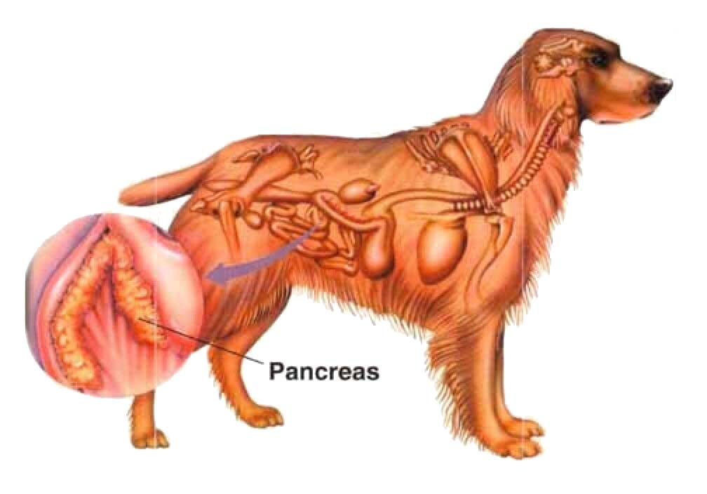 pancreatitis en perros