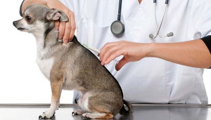 prevenir leishmaniosis perro