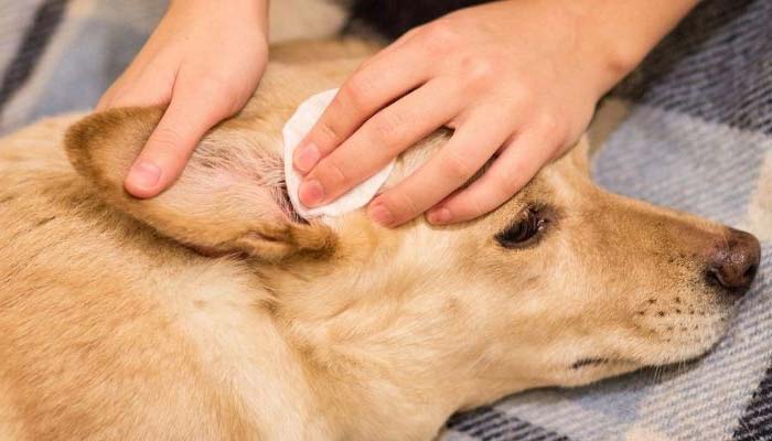 prevenir otitis en perros