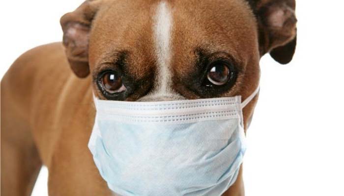 prevenir parvovirus perro