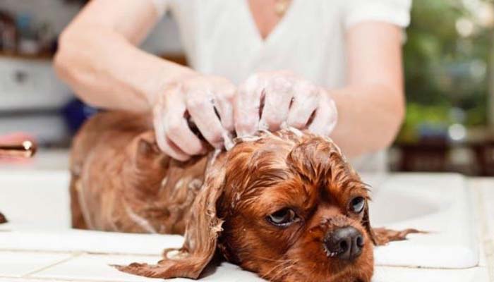 prevenir sarna en perros