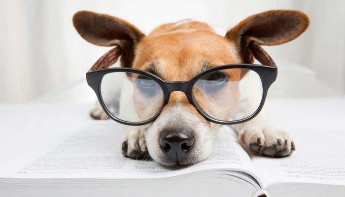 razas perros pequenos inteligentes