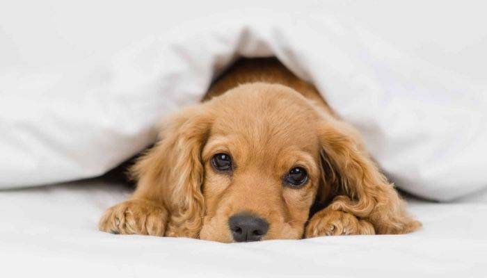 sintomas enfermedad addison perros