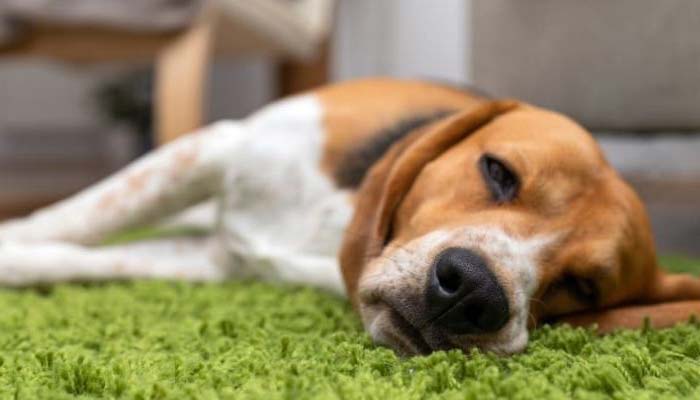 sintomas insuficiencia renal perros