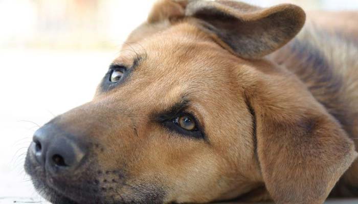 sintomas toxoplasmosis en perros