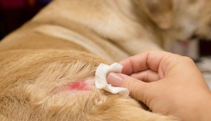 tratamiento dermatitis perros