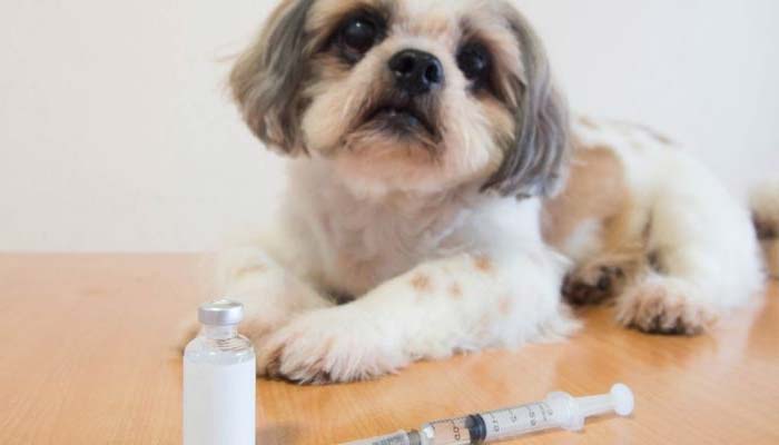 tratamiento diabetes perros