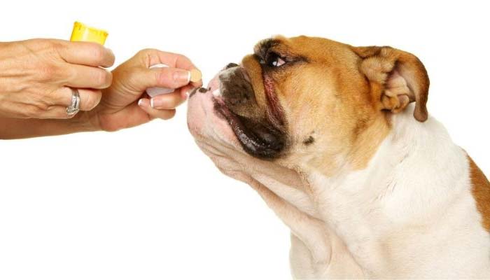 tratamiento gusano del corazon perro