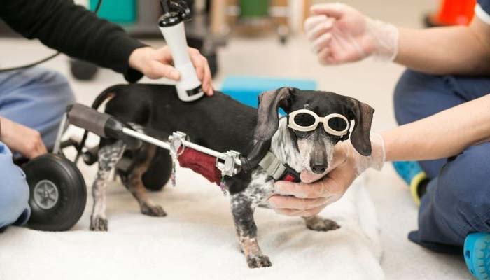 tratamiento hernia discal en perros