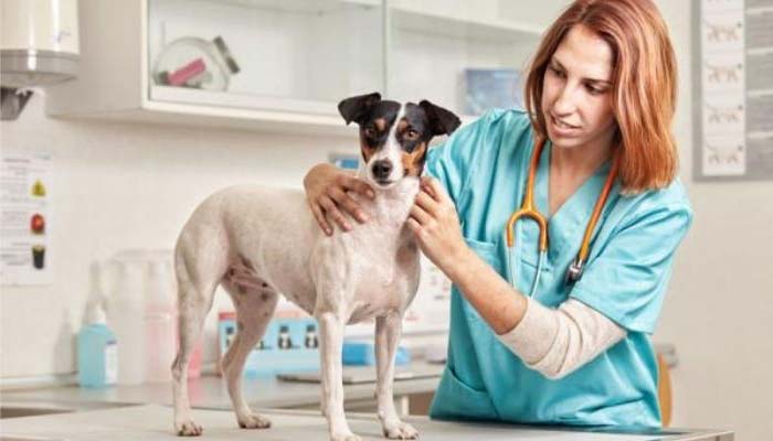 tratamiento hipotiroidismo perros