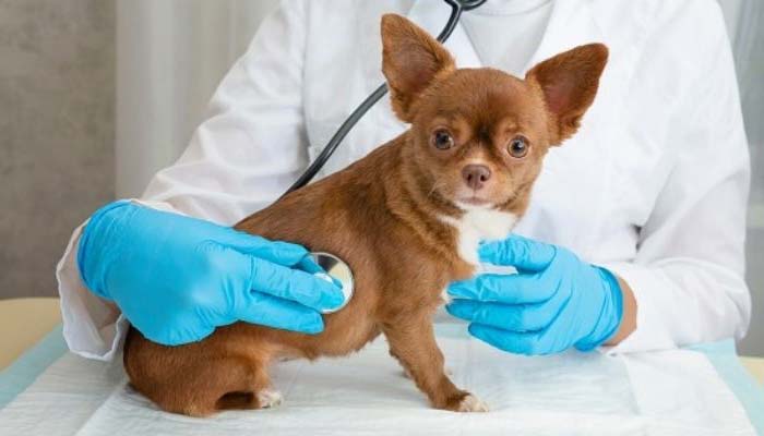 tratamiento infeccion orina perros