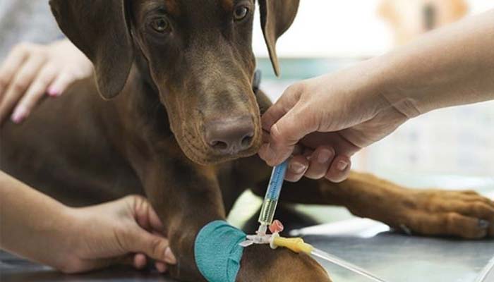 tratamiento insuficiencia renal perros