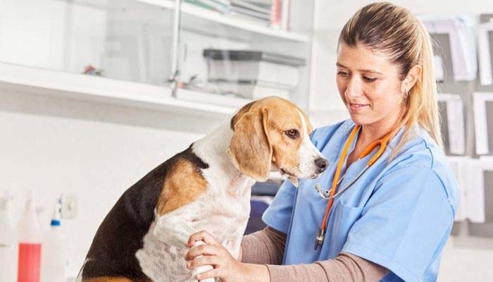 tratamiento leishmaniosis perros