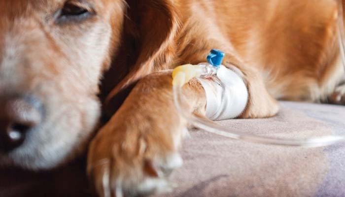 tratamiento leptospirosis en perros