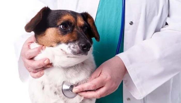 tratamiento leucemia perros