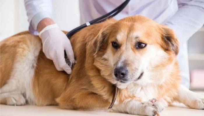 tratamiento mastitis en perras