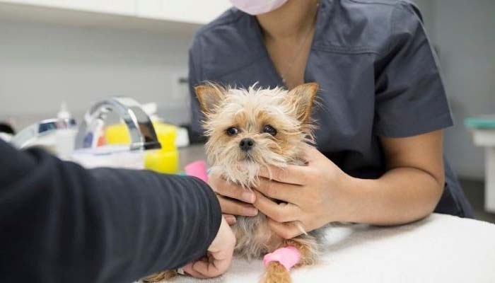 tratamiento meningitis perros