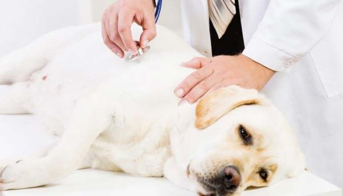 tratamiento pancreatitis en perros