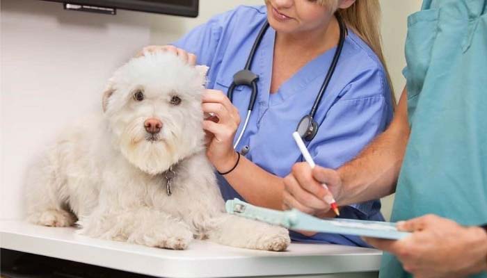 tratamiento tina en perros