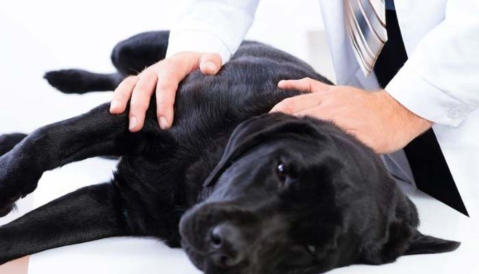 tratamiento torsion gastrica perros