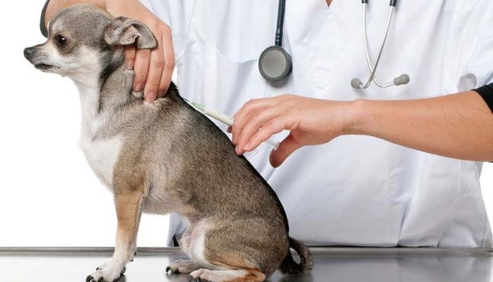 vacunas en perros