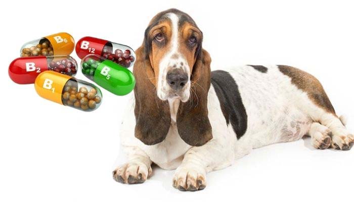 vitaminas en perros
